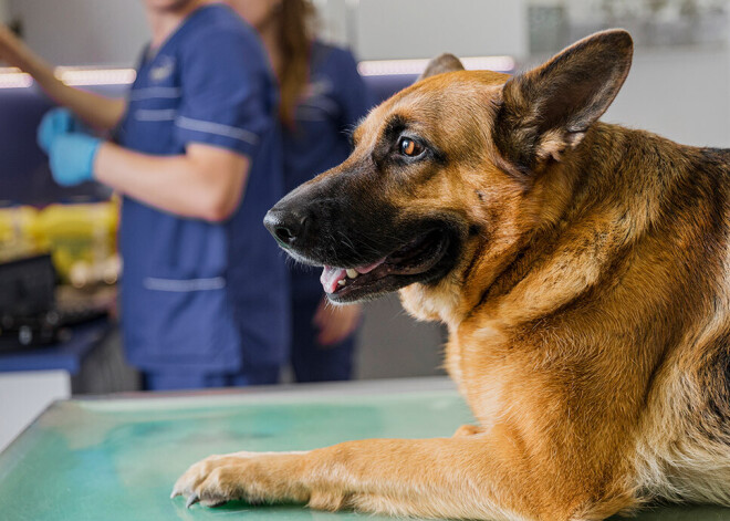 Biežākie veterinārās klīnikas apmeklēšanas iemesli