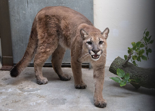 Ņujorkas apartamentā dzīvojusi 36 kilogramus smaga puma; dzīvnieks nogādāts patversmē