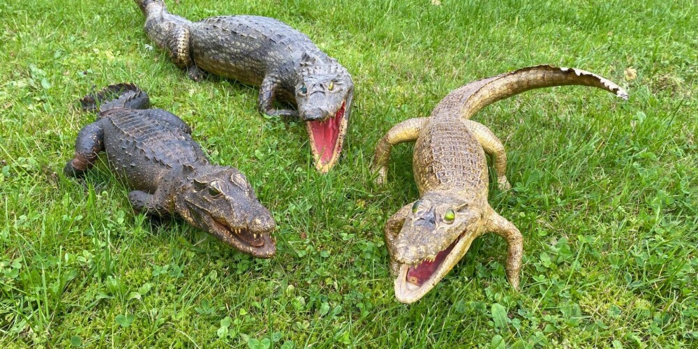 Konfiscē krokodilu izbāžņus bez izcelsmi apliecinošiem dokumentiem