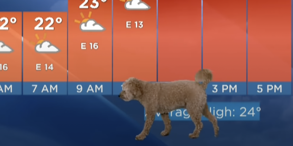 ВИДЕО: собака развеселила зрителей, ворвавшись в прямой эфир во время трансляции прогноза погоды
