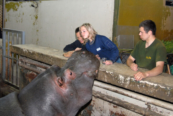 Veterinārārsti nebija sajūsmā, saņemot uzdevumu nosūtīt uz laboratoriju zoodārza nīlzirgu Funtika un Augustes asinis.