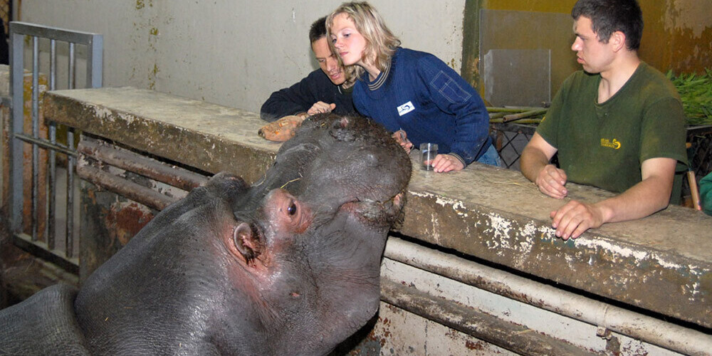 Загадочная драма в семействе бегемотов в Рижском зоопарке