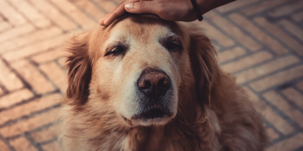 Kā sunim atvieglot vecuma izraisītās kaites?