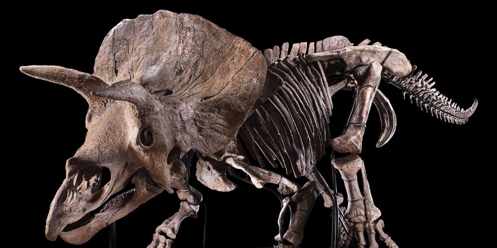 Lielākais zināmais triceratopsa skelets tiks pārdots izsolē