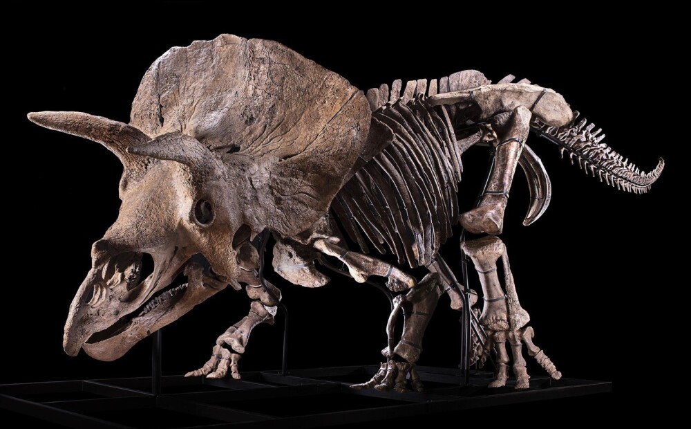 Lielākais zināmais triceratopsa skelets tiks pārdots izsolē