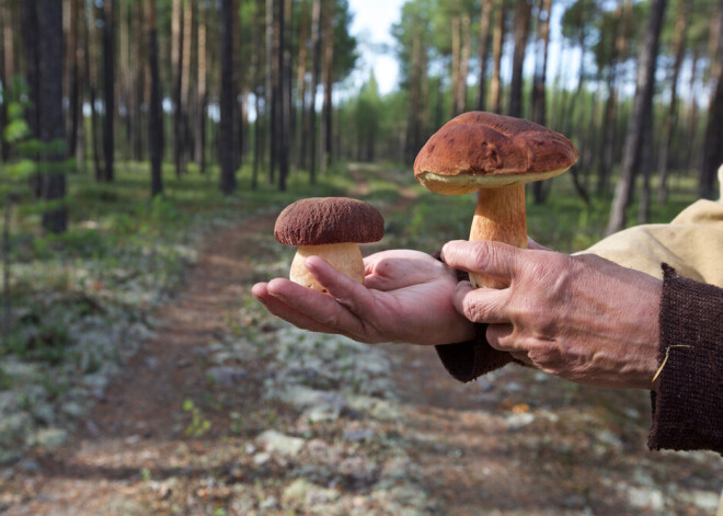 Pirms dodies sēņot, izlasi! Mīti par ēdamo sēņu noteikšanu un kādas ir bojātu sēņu pazīmes