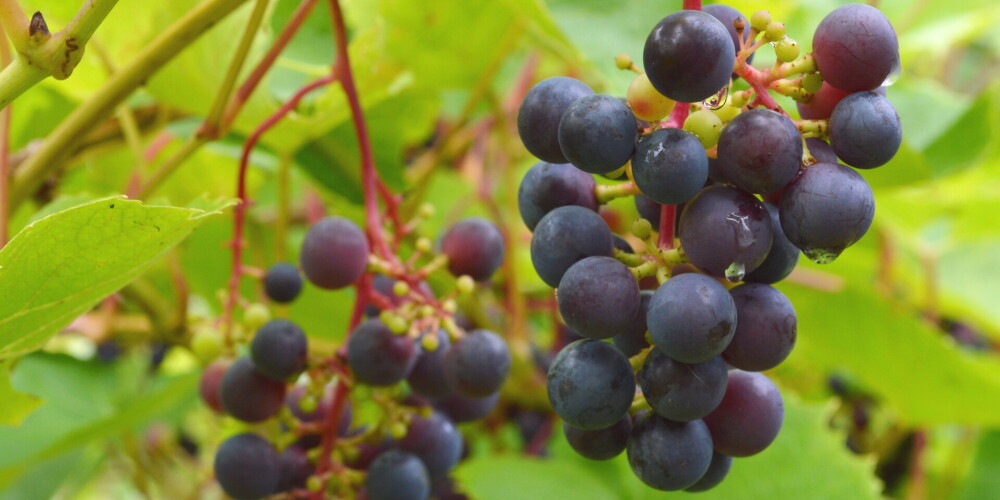 Karstais laiks nāk par labu: Latvijā arvien vairāk audzē vīnogas