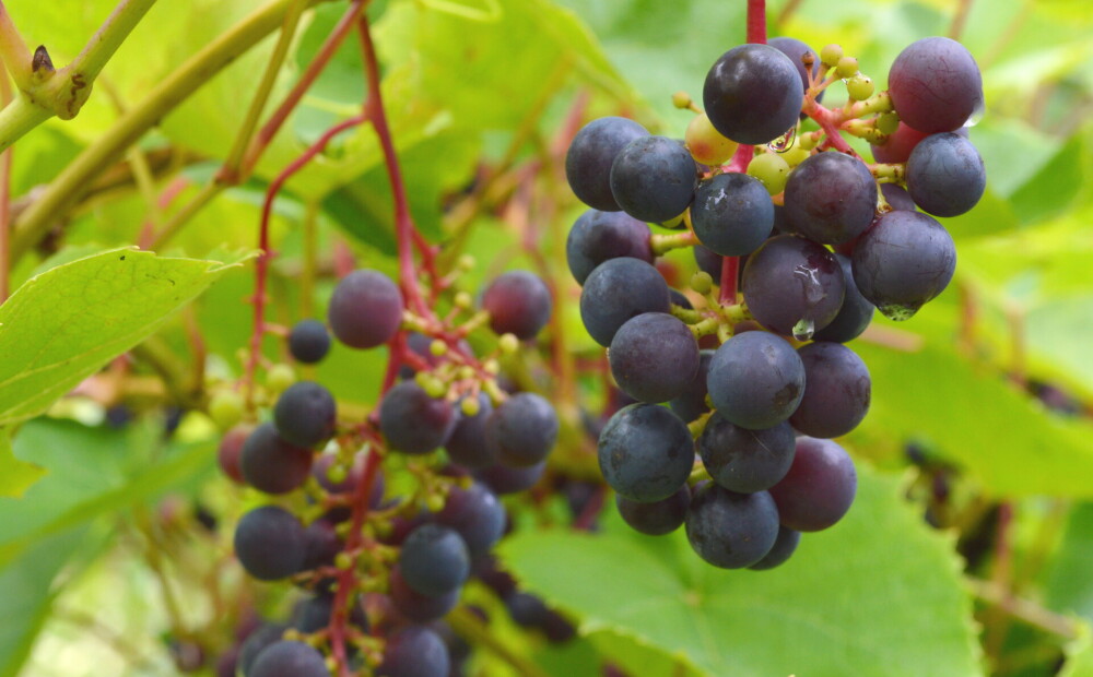 Karstais laiks nāk par labu: Latvijā arvien vairāk audzē vīnogas