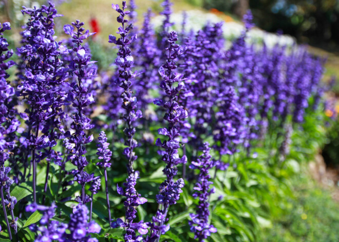 5 knifi, lai lavanda ziedētu arī nākamgad