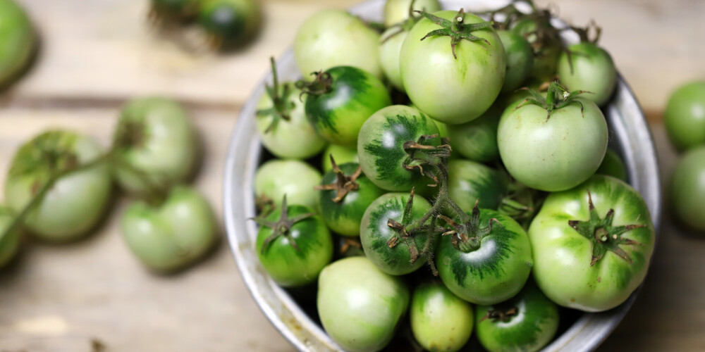 Kā nogatavināt zaļus tomātus?