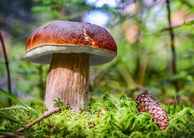 Kā labāk – sēni mežā griezt, lauzt vai raut?