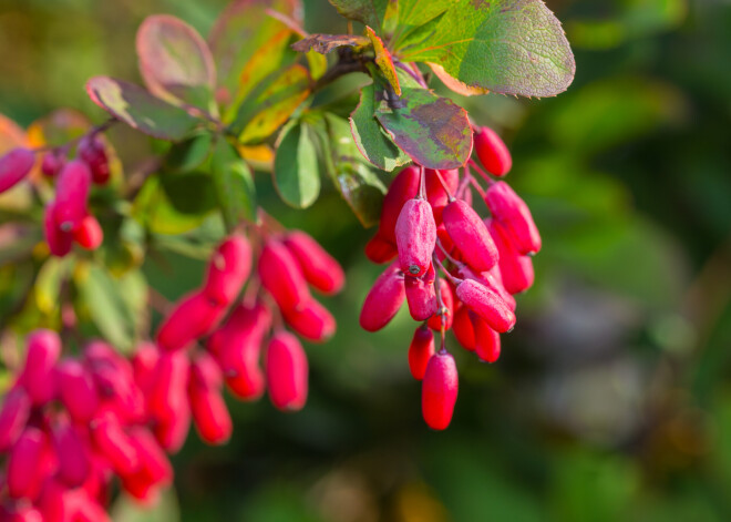 Bārbeļu ogu skābumiņš - pret slimībām