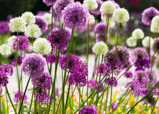 Время сажать луковичные растения: 5 шагов к красочной клумбе