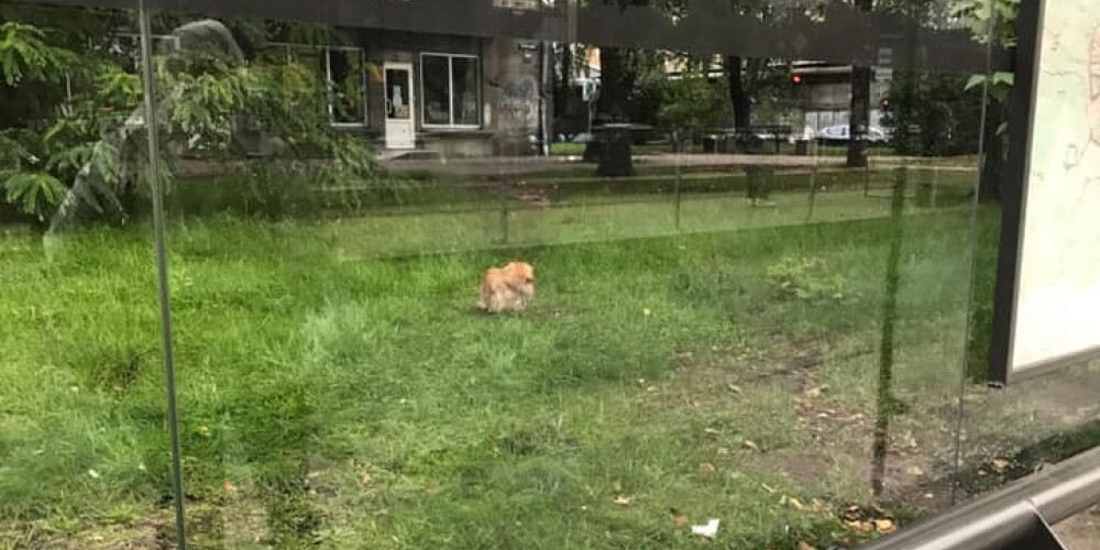 Водитель автобуса в Риге выставил на улицу маленькую собачку