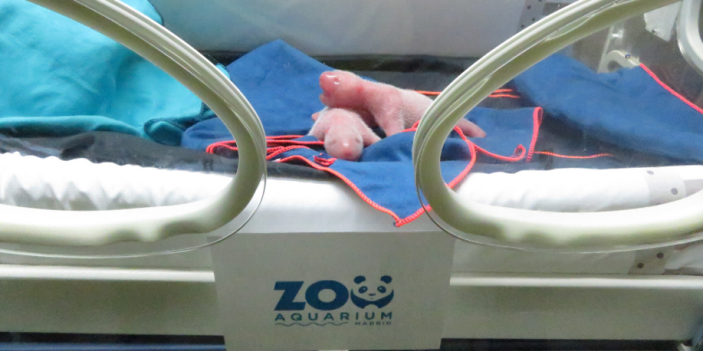 В Испании второй раз в истории зоопарка панда родила близнецов. Посмотрите, какие они крошечные!