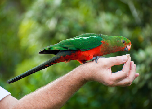 Austrālijas karaļa papagailis (Alisterus scapularis).