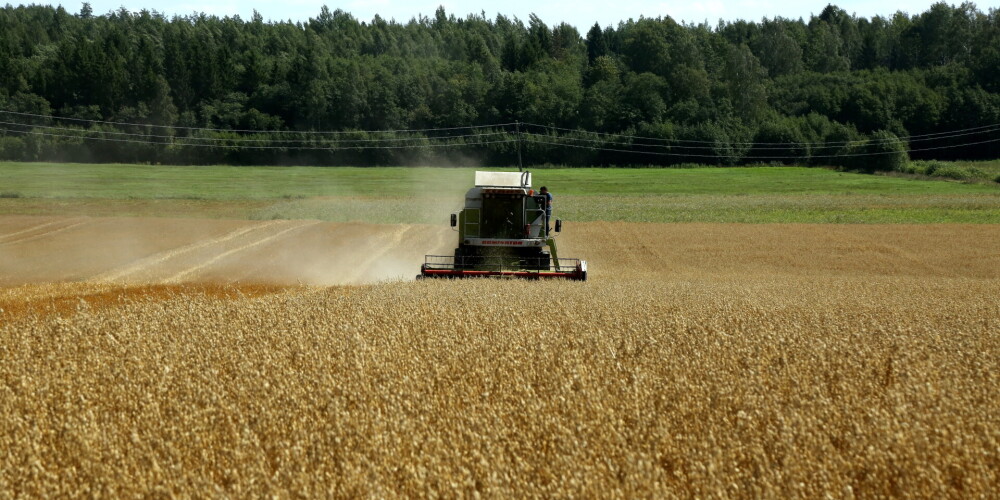 Karstās vasaras dēļ par 20% mazāka graudu ražība
