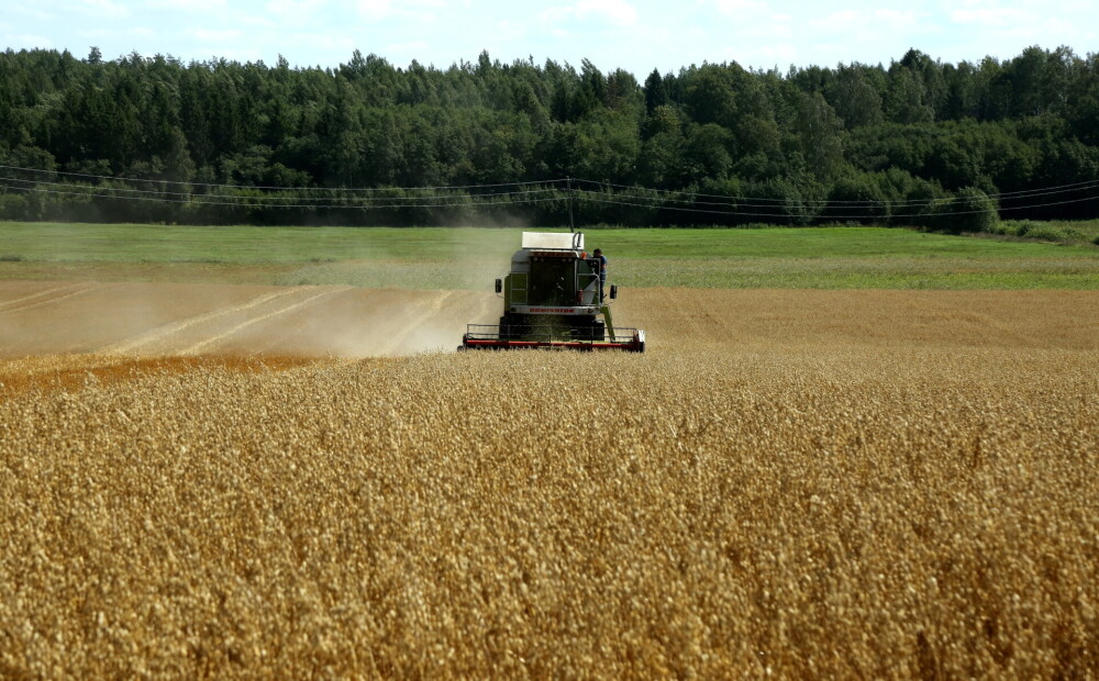 Karstās vasaras dēļ par 20% mazāka graudu ražība