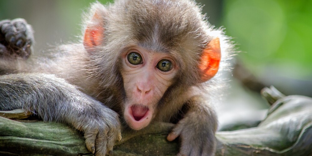 На Бали обезьяны скучают по туристам и устраивают погромы