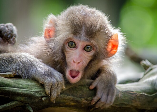 На Бали обезьяны скучают по туристам и устраивают погромы