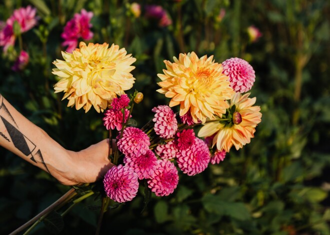 Dālijas - košās atvadas no vasaras