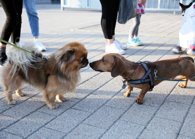 Nedēļas nogale būs vasarīgi silta