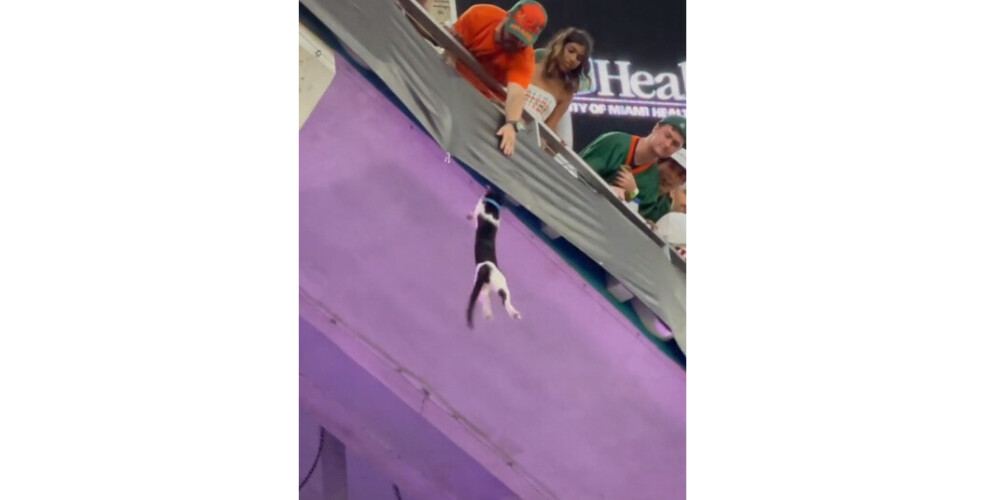 Решил немного полетать: в Майами футбольные болельщики во время матча спасли кота, сорвавшегося с трибуны