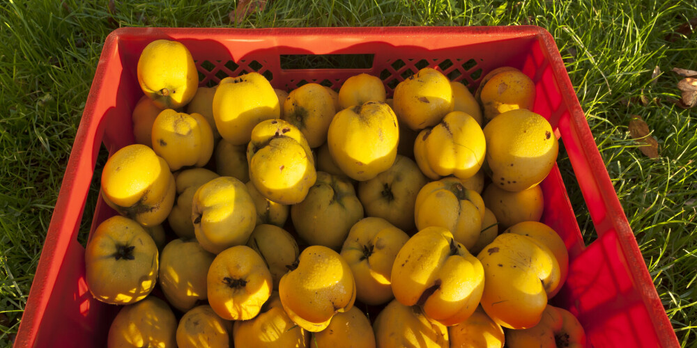 Par Latvijas citronu dēvētā cidonija - uzlabo veselību un palīdz atjaunināties
