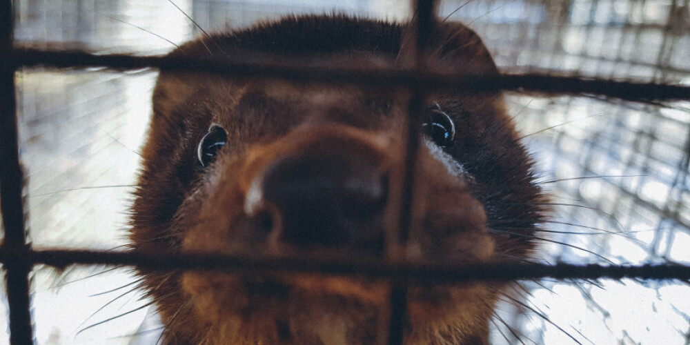 Люди в клетке проведут месяц у Сейма: начинается акция в защиту животных