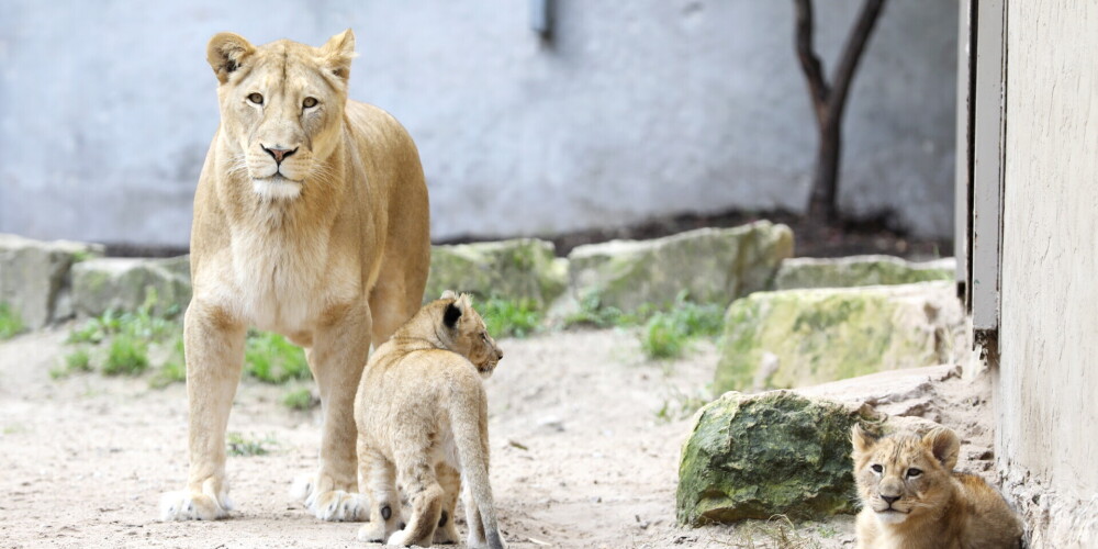 ФОТО: на праздничном мероприятии в Рижском зоопарке были объявлены имена львят