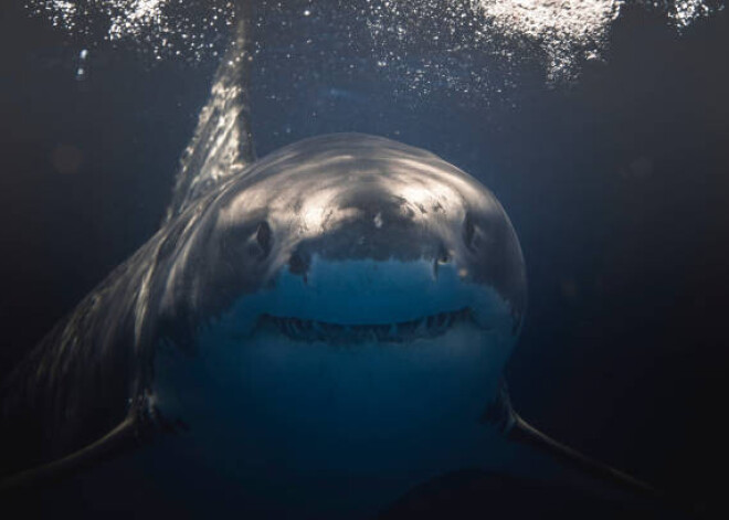 Правда ли, что акулам не нравится вкус человека?