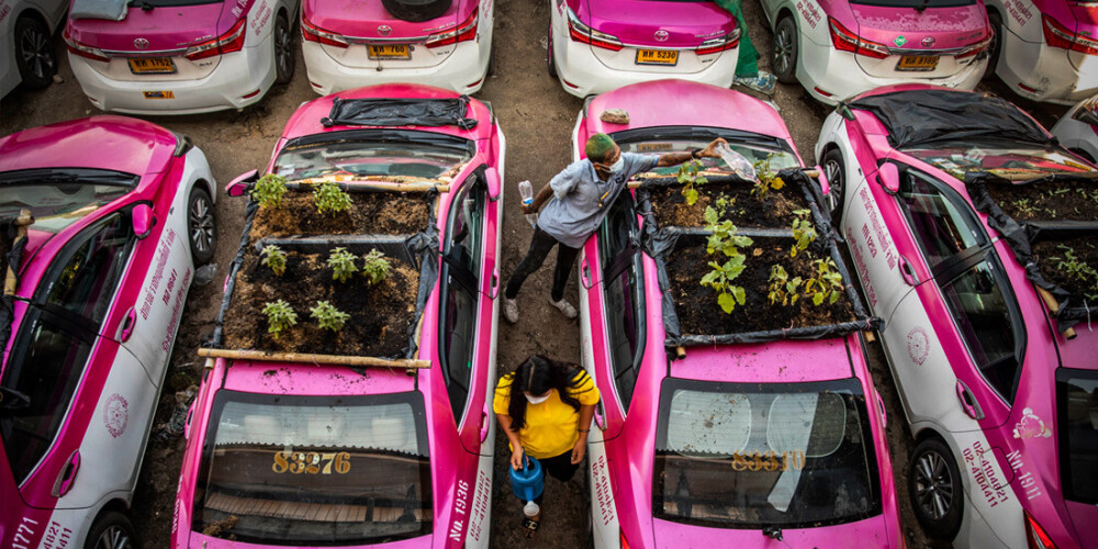 ФОТО: в Бангкоке на такси, простаивающих из-за пандемии коронавируса, разместили настоящие огороды