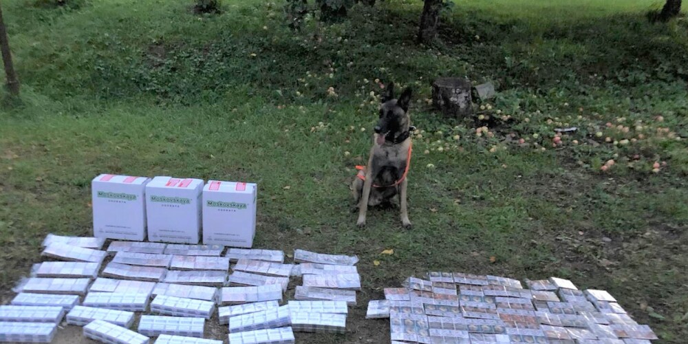 Valsts policija ar dienesta suni Marko Kuldīgas novadā atrod nelegālās cigaretes