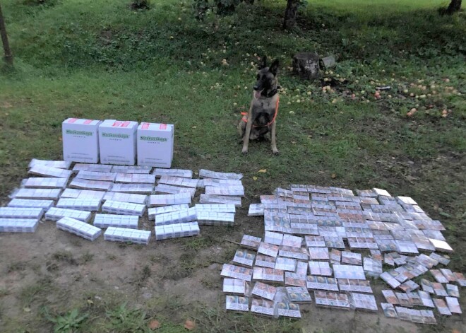 Valsts policija ar dienesta suni Marko Kuldīgas novadā atrod nelegālās cigaretes