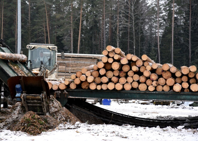 Vēlas mazināt kailcirtes Rīgas mežos