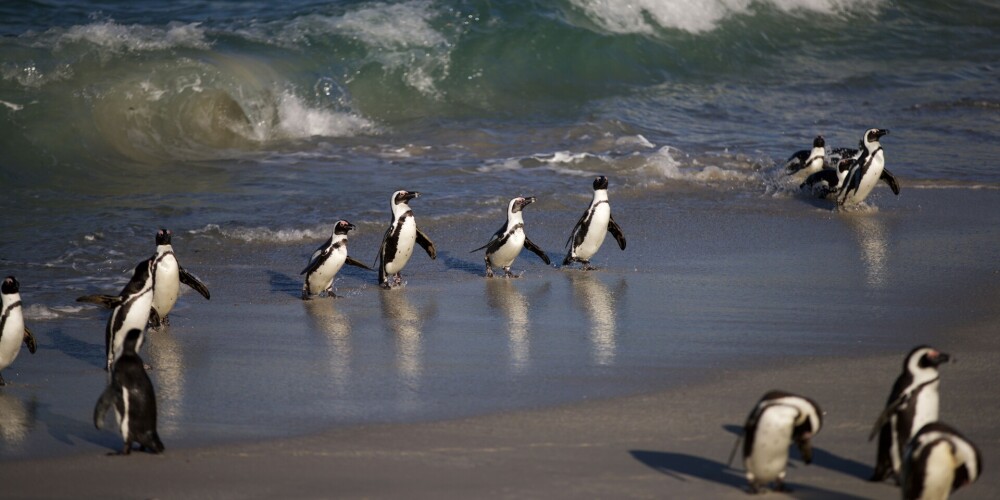 Bites Dienvidāfrikā nogalinājušas 63 apdraudētas sugas pingvīnus