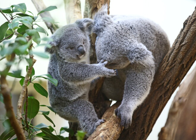 Самые милые животные исчезают: популяция коал сократилась на 30%