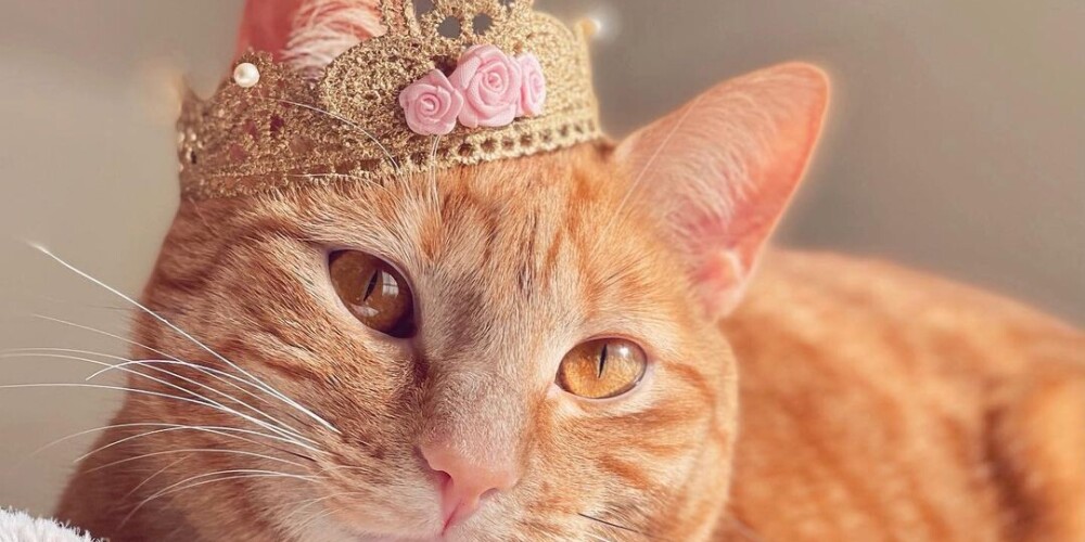 Как кошка из приюта стала модной иконой Instagram