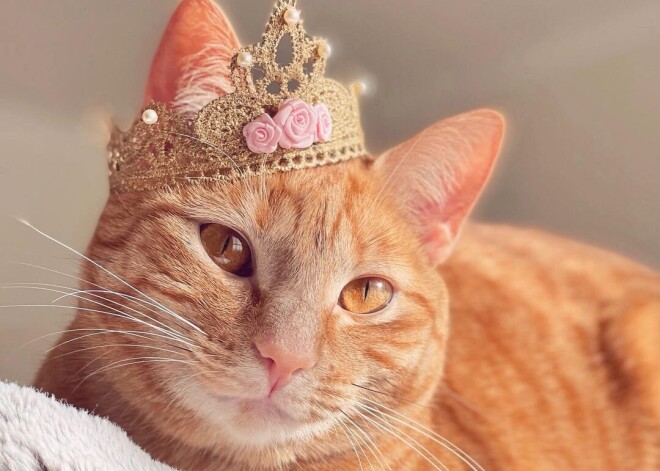 Как кошка из приюта стала модной иконой Instagram