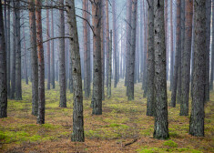Lielākie privāto mežu īpašnieki Latvijā aizvien ir ārzemnieki