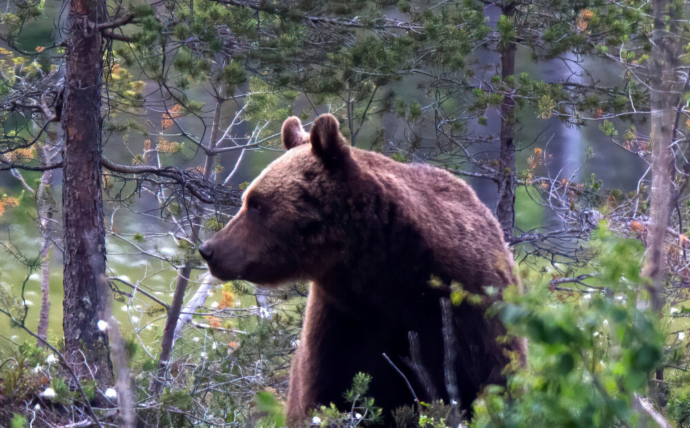 Brūnos lāčus neiekļaus Latvijā medījamo dzīvnieku sarakstā