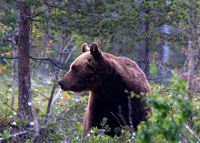 Brūnos lāčus neiekļaus Latvijā medījamo dzīvnieku sarakstā
