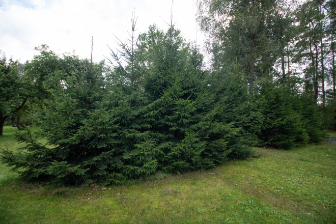 Marita 14 eglītes iestādīja pirms 15 gadiem tieši dienā, kad piedzima mazdēls Ernests.