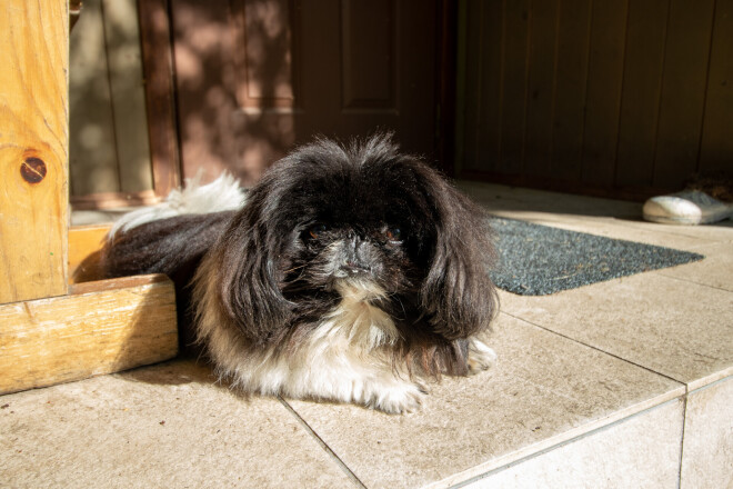 Ģimenes mīlulis, pekinietis Napo – nosaukts Ķīnas dienvidu pilsētas vārdā. Saimniece, no kuras sunītis iegādāts, saviem audzēkņiem liek tikai Ķīnas pilsētu vārdus.