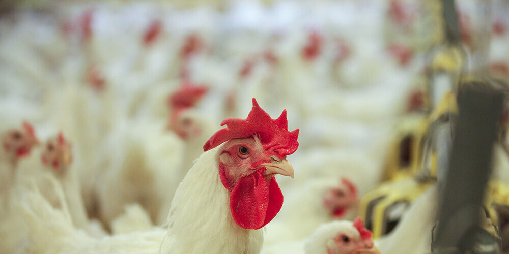 "Putnu fabrikas Ķekava" vistas ik gadu apēd vidēji 40 000 tonnas graudu