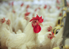 "Putnu fabrikas Ķekava" vistas ik gadu apēd vidēji 40 000 tonnas graudu