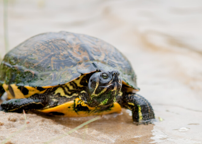 Negaidīts viesis aizkavējis vairākus lidojumu reisus Japānā