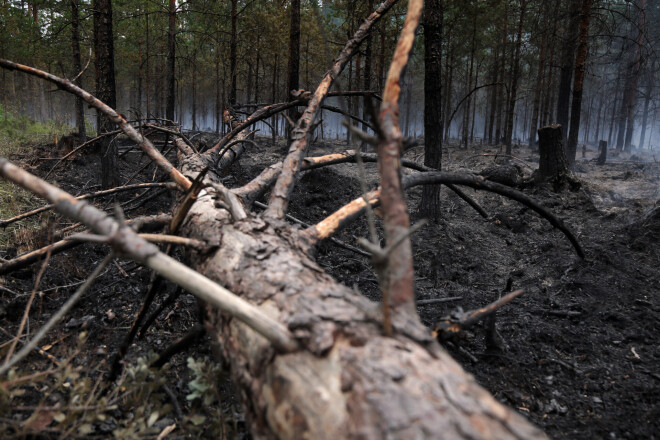 Rumbas pagasta Maņģenes mežos svētdien atskanēja iespaidīga eksplozija. Kāds bija nolēmis saspridzināt nokaltušu priedi.