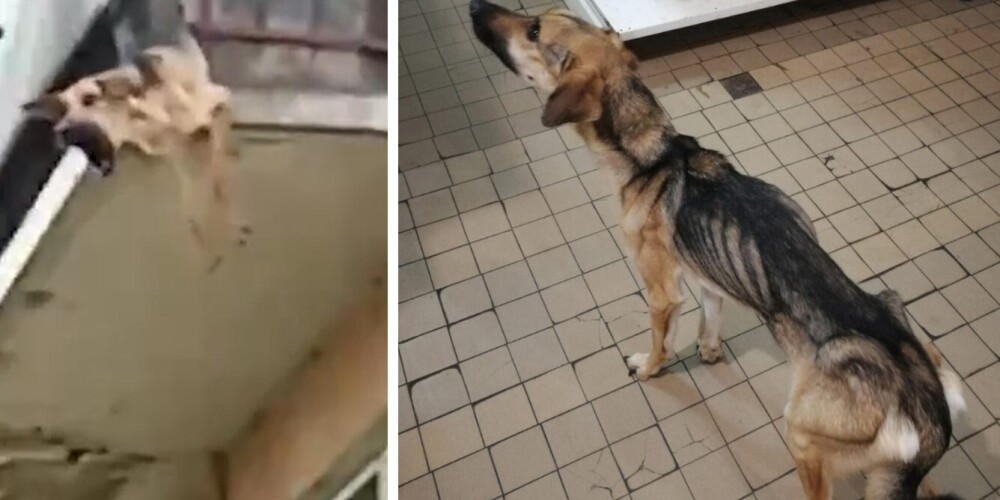 "Почти скелет": брошенная в квартире истощенная собака свесилась с балкона в надежде на спасение