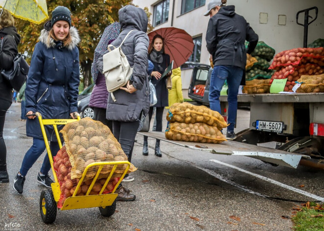 Visa patiesība par dramatiskajām kartupeļu cenām. Vai kartupeļi pārvērtīsies par ekskluzīvu delikatesi? 